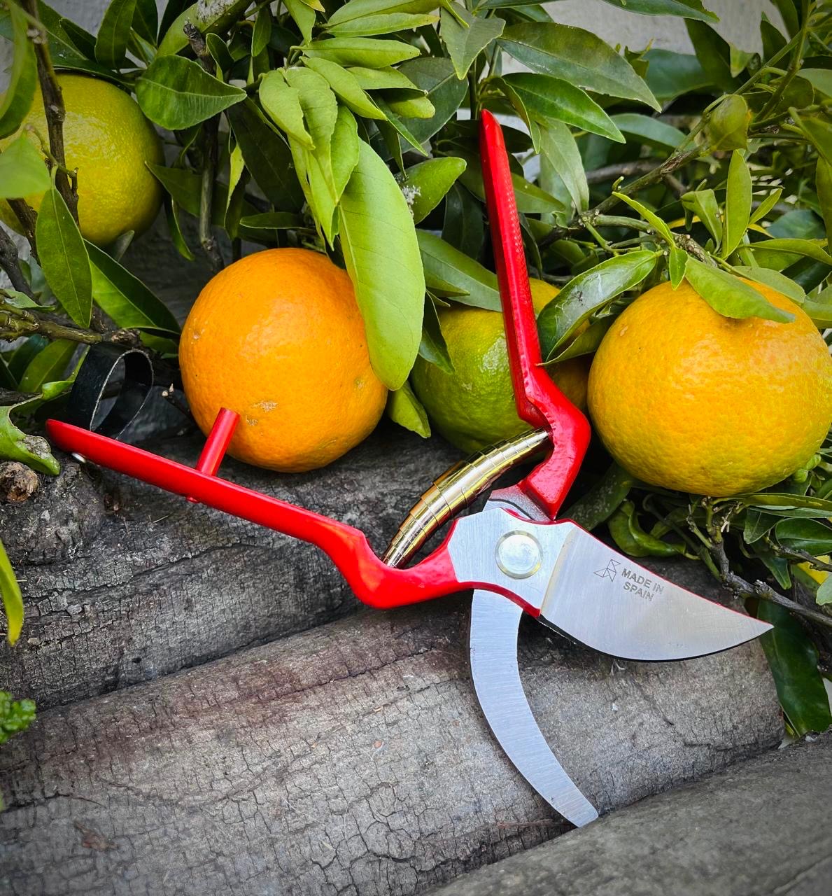 Professional Secateurs